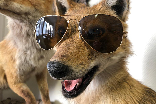 variabler Kurs - Fuchs mit Sonnenbrille