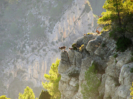 Jagdreisen nach Spanien