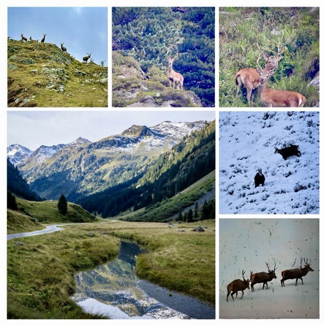 Montafoner Hof Bild