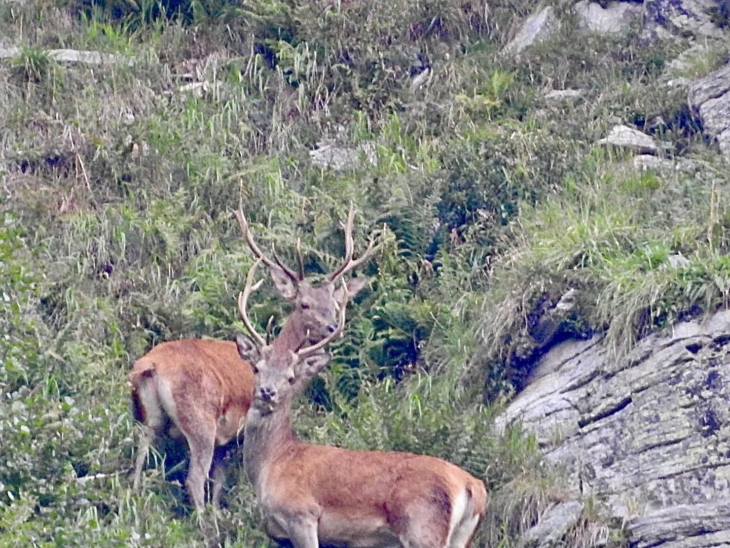 Hirsche in den Bergen